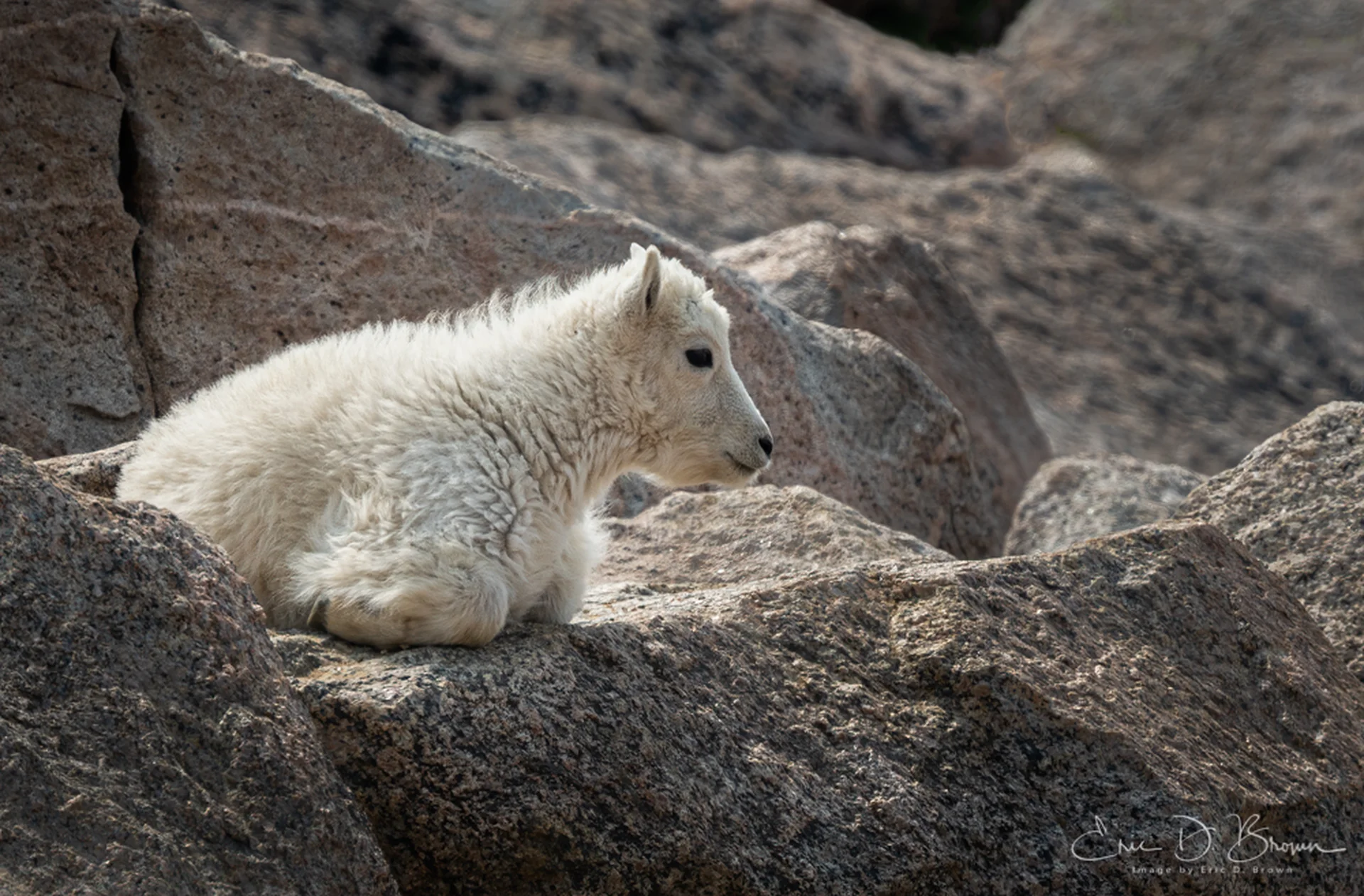 Young Mountaineers: The Mountain Goat Kids of Mount Blue Sky