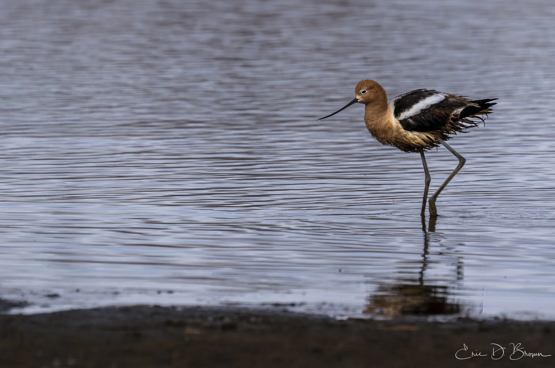 Elegant Hunter: American Avocet Wading at Walden Ponds