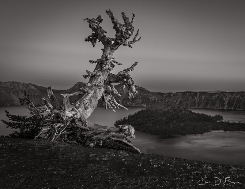Ancient Sentinel: Weathered Tree at Crater Lake - A solitary, twisted tree stands as nature's sculpture against the dramatic backdrop of Crater Lake's deep blue waters. This black and white rendering emphasizes the stark beauty of this ancient sentinel, its gnarled branches reaching skyward in defiance of harsh conditions. Wizard Island sits quietly in the distance, completing this timeless scene of resilience and natural grandeur.