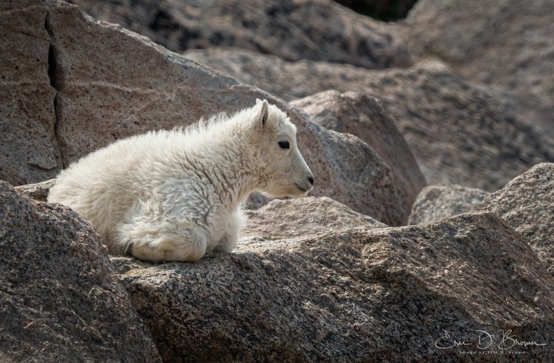Young Mountaineers: The Mountain Goat Kids of Mount Blue Sky - A young mountain goat kid takes a moment of rest among the rugged granite rocks atop Mount Blue Sky, showcasing the remarkable adaptation of these animals to Colorado's harsh alpine environments.