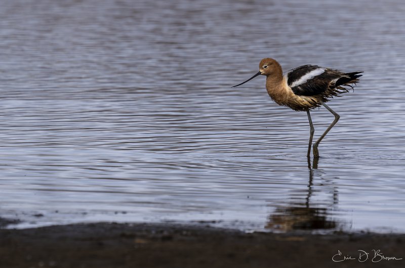 Elegant Hunter: American Avocet Wading at Walden Ponds - An American Avocet in breeding plumage delicately steps through the shallow waters of Walden Ponds Wildlife Habitat, showcasing its distinctive upturned bill and striking plumage.